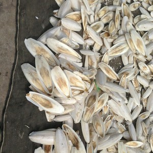 OFERTAS 2022 - HUESO DE SEPPIA/ HUESO DE CUTTLEFISH/ Alice +84 932 541 375 - Product Image 5