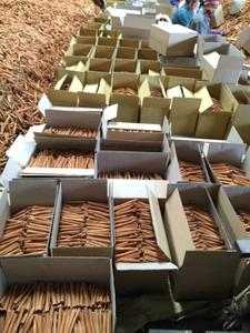 El precio más barato y canela orgánica seca de alta calidad CULTIVO MÁS RECIENTE en Vietnam Ms Holiday - Product Image 5