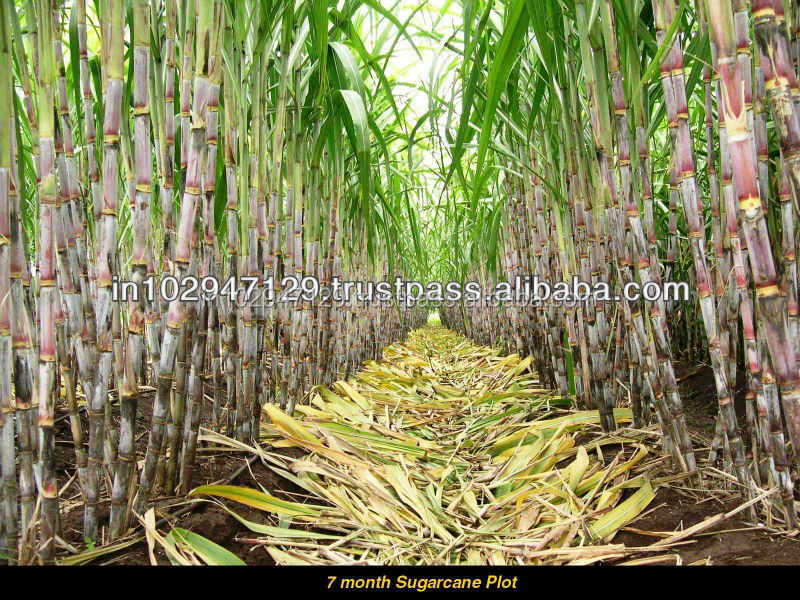 Magic Gro Drip SOL Bio-Pulver lsung zur Verbesserung der Zuckerrohr  produktion unter Umwelt belastung| Alibaba.com