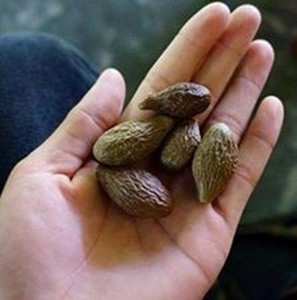 ขายน๊อต Malva จากเวียดนาม - Product Image 6