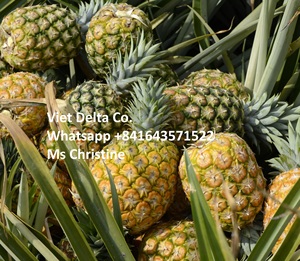 สับ/หั่นสับปะรดแช่แข็ง - Product Image 5