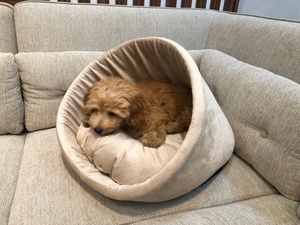 Luxus-Haustier betten aus weichem Samt mit abnehmbarem Kissen Warm und gemütlich für Katzen und Hunde Made in Vietnam - Product Image 6