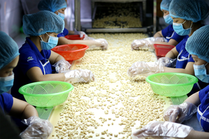 [Muestra gratis] Embalaje de caja de lata vietnamita W180/W320/W240/LP/SP para anacardos de Vietnam Kernel alimentos secos y procesados-ANNA DO - Product Image 3