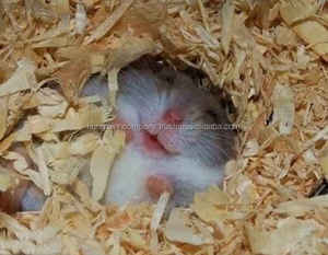 Afeitado de madera de pino para animales, precio barato - Product Image 2