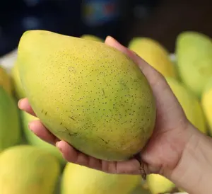新鲜的绿色芒果/清新黄色芒果提供从越南