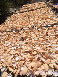 Giá tốt nhất toàn Bộ sạch <span class=keywords><strong>stimpson</strong></span> vỏ cua khô loại từ Việt Nam nhà cung cấp cho thực phẩm công cụ - Product Image 4