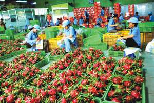SOBRE CULTIVO FRUTA DRAGÓN FRESCA-ORIGEN DE VIETNAM - Product Image 6