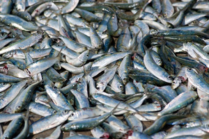 Probióticos de pescado para acuicultura y estanques - Product Image 3