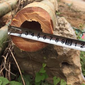 Poteaux de bambou de la meilleure qualité pour la construction et les installations du Vietnam en vente - Product Image 6
