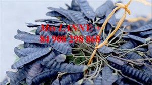 Semillas de Árbol de Argán/Lebbek - Product Image 2