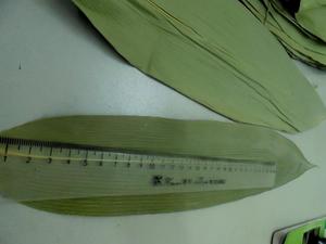 Feuilles de bambou séchées de haute qualité en provenance du Vietnam, longueur 25-30 cm, meilleur prix - Product Image 6