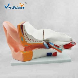 Modèle anatomique médical oreille humaine anatomie modèle fiant 5 fois modèle d'enseignement des sciences médicales - Product Image 4