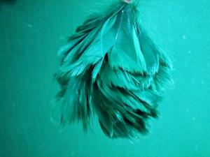 Venta al por mayor de plumas Hackle de gran tamaño verde grande para el sombrero del capó de diferentes colores muestra gratis - Product Image 6