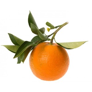Huile Essentielle de Théier et de Petitgrain Certifiée BPF, Distillée à la Vapeur, en Gros, Haute Qualité pour Usage Cutané - Product Image 5