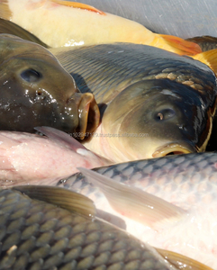 Aquaculture Probiotics for Good Survival Rate and Improved Yields of Fishes and Shrimps - Product Image 5