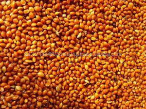 Millet jaune non glutineux séché, millet rouge, millet broomcorn pour aliments pour oiseaux, qualité A - Product Image 4