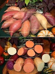 Batata de granja en Vietnam con grandes cantidades lista para enviar vacaciones - Product Image 3