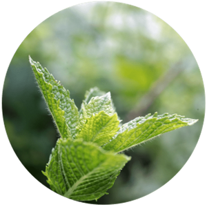 100% Pure Spearmint Essential Oil with <b>Infusions</b> of Lavender Lemongrass <b>Tea</b> Tree High Quality for Skin Care - Product Image 2