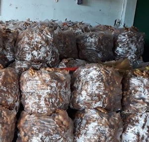 Jengibre FRESCO de Vietnam PRECIO COMPETITIVO - Product Image 6