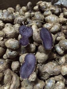 Tranches de gingembre séché/Gingembre noir en tranches séchées - Product Image 4