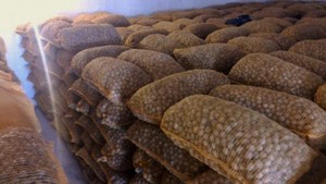Noix de Grenoble Séparées en Gros, Noix Brutes Premium Entières, Fruits du Sud-Afrique, Snack à Vendre, Fabricant - Product Image 3