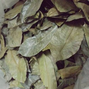 Feuilles de Graviola séchées biologiques/naturelles du Vietnam - Product Image 2