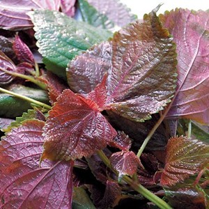 PERILLA SHISO verde - Product Image 4
