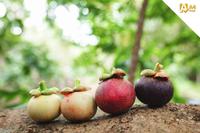 Hoogwaardige Tropische Verse Mangosteen Biologische Premium Kwaliteit Unieke Smaak Wit 10 Dagen Houdbaarheid Thailand Export A4 FRUIT