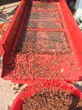 Phalco Vietnam's Premium Quality Broken Star Anise Mezcla de hierbas y especias de flores secas a precio mayorista - Product Image 2