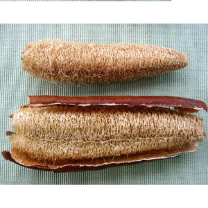 Wholesale Bulk Natural Loofah Sponges - Organic Luffa Bath Shower Ready to Ship From Vietnam - Product Image 2