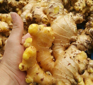 Curcuma en vrac de haute qualité au meilleur prix - Product Image 1