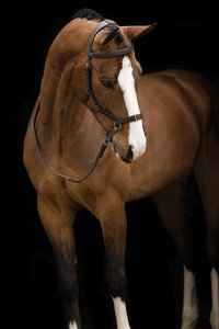 Brida para Caballo MICKLEM, Brida Multifuncional Micklem para Caballo - Product Image 3