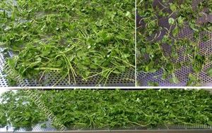 ปริมาณจํานวนมาก CENTELLA/GOTU KOLA สําหรับผู้นําเข้าจากเวียดนามในราคาที่สมเหตุสมผล - Product Image 2