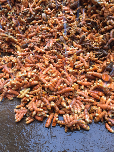 Curcuma en vrac de haute qualité au meilleur prix - Product Image 2