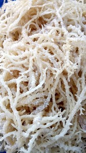 Cottonii para Carrageenan/ Eucheuma Cottonii/ Kappaphycus cottonii 2024 - Product Image 6