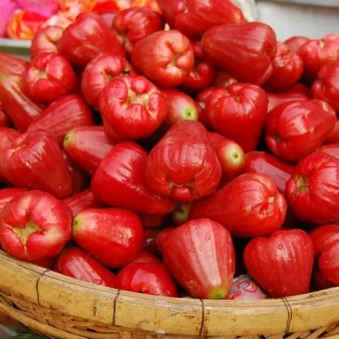 Rose Apple Bán Hàng Xuất Khẩu Năm 2020