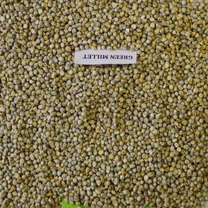 <strong>Green</strong> <strong>Millet</strong>