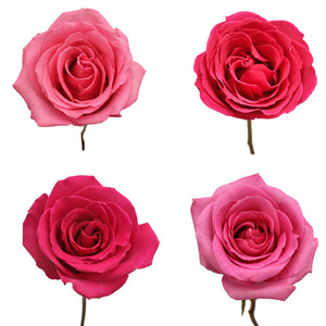 100% Pure Organic Bulgaria Rose (Rosa Damascena) Aceite esencial Destilado al vapor - Product Image 5
