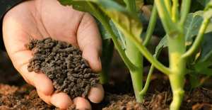 Engrais organique à base de compost, source végétale, granulaire, libération contrôlée, composé de compost et de guano pour 2020 - Product Image 5