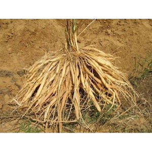 Shatavari <b>Extract</b> - Product Image 3