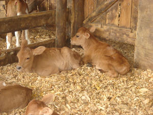 COPEAUX DE BOIS BLANCHES-Mix Wood Shaving 2021 - Product Image 5