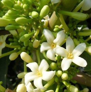 Fleur de papaye séchée de haute qualité au vietnam/sofia - Product Image 5