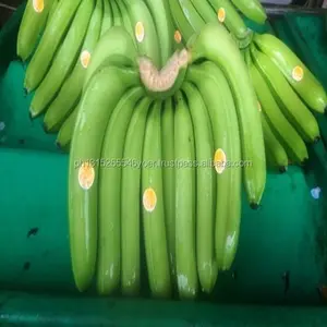 Первый Эквадор класс А Зеленый Кавендиш бананы