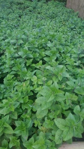 Thạch Cỏ (Mesona Chinensis / Platostoma Palustre) Lá/Lá Từ Thành Phần Trà Boba Trân Châu Indonesia - Product Image 3