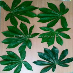 Producto agrícola Premium de hojas de yuca secas - Product Image 1