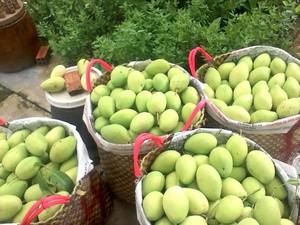 OFFRE DE MANGUES CAT HOA LOC DU VIETNAM - Product Image 6