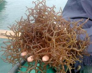 Cottonii สำหรับ Carrageenan/ Eucheuma Cottonii/ Kappaphycus Cottonii - Product Image 5