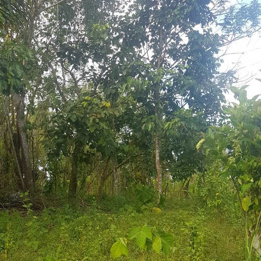 Own Or Lease Cool Climate Land In Cavite Philippines Near Tagaytay