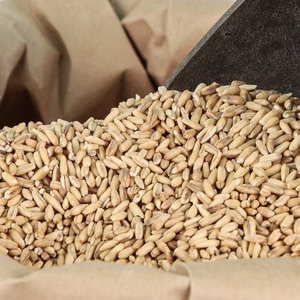 Premium Qualité Seigle Saveur De Grains À Vendre - Product Image 1
