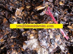 Coquille d'écrou peinte, 20 pièces - Product Image 4